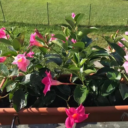 Graziosa Bifamiliare Ad Con Giardino Privato Vakantiehuis *